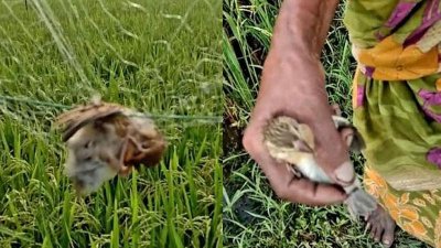 ধানক্ষেতে কারেন্ট জাল দিয়ে পাখি শিকার করছে একটি চক্র