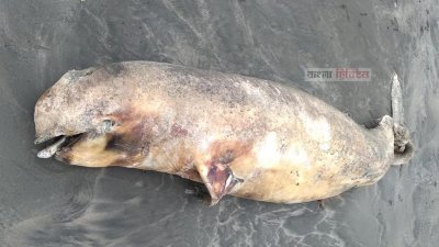 সৈকতে ভেসে আসা মৃত ডলফিন