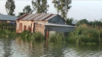 যমুনার পানি বাড়ায় বিপাকে পড়েছেন গরুর খামারিরা