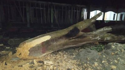 সাতক্ষীরা সরকারি কলেজের বিশাল তিনটি কৃষ্ণচূড়া গাছ কেটে ফেলা হয়েছে