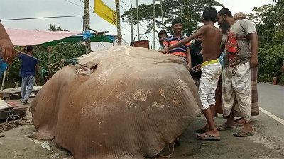 বঙ্গোপসাগরে জেলেদের জালে ধরা পড়লো ১০ মণ ওজনের বিশাল আকৃতির শাপলাপাতা মাছ
