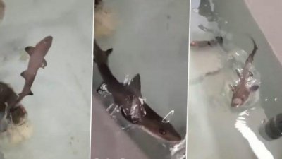 পুরুষ হাঙর ছাড়াই জন্ম হলো ‘ইপসেরা’র