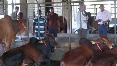 ডাচ ডেইরি ফার্ম পরিদর্শন করেন তারা