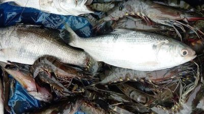 নোয়াখালীর হাতিয়ায় পুকুরে মিললো ইলিশ