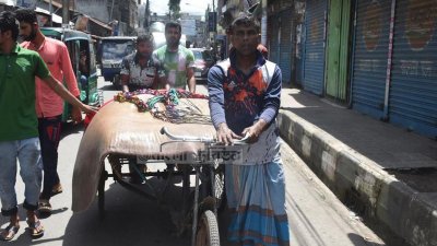 ১০ মণ ওজনের শাপলাপাতা মাছ বিক্রির জন্য বরিশাল নগরীতে মাইকিং করেছেন বিক্রেতা