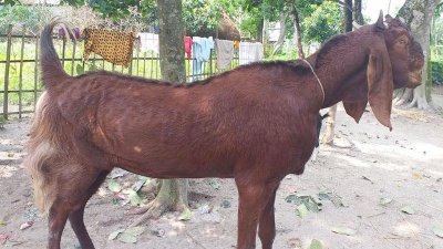 কাশ্মিরি ছাগল পালন করে লাখপতি নীলফামারীর রতন