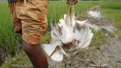 নীলফামারীতে অবাধে পাখি শিকার