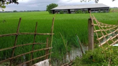 স্কুলের মাঠ দখল করে ধান চাষ করেছেন ম্যানেজিং কমিটির সভাপতি