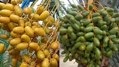মোতালেবের বাগানে আজোয়া, শুক্কারি, আম্বার, মরিয়ম ও বকরি জাতের খেজুর চাষ হয়
