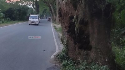 মহাসড়ক উন্নয়নের কারণে শতবর্ষী গাছগুলো ক্ষতিগ্রস্ত হয়