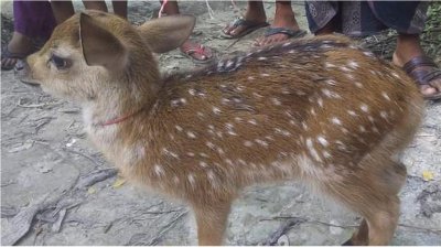 মেঘনায় ভে‌সে আসা হ‌রিণ শাবক‌