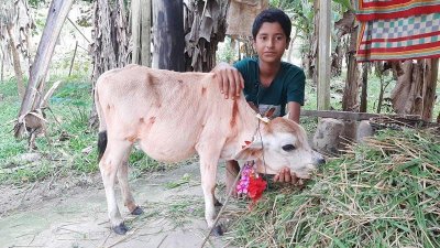 ভালোবেসে গরুটিকে টুনটুনি বলে ডাকা হয়