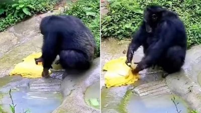 সাবান দিয়ে কাপড় কাচছে শিম্পাঞ্জি, ভাইরাল ভিডিও