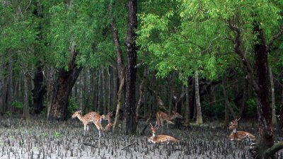 সুন্দরবনের অধিকাংশ বন্যপ্রাণীর শুমারি হয়নি দীর্ঘদিন