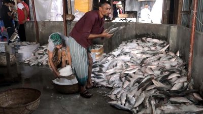 প্রথম দিনেই বরিশালের মোকামে ২০ হাজার মণ ইলিশ