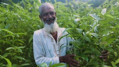 পাটবীজ উৎপাদনে আশার আলো দেখছেন কৃষকরা