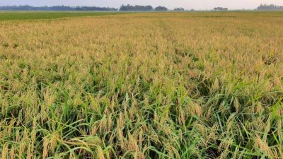 আমন ধানের ফলন ভালো হওয়ায় মৌলভীবাজার জেলার কৃষকের মুখে হাসি ফুটেছে