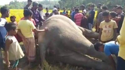 মৃত হাতি (ফাইল ছবি)