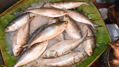 ইলিশ বৃদ্ধি করতে ২৪৬ কোটি ২৭ লাখ টাকার প্রকল্প