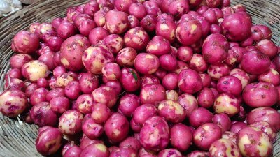 বাজারে নতুন আলু