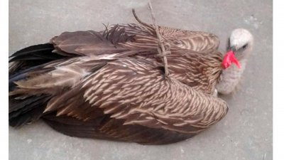 পঞ্চগড়ে ধরা পড়া শকুন