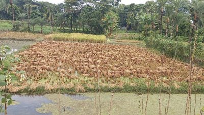 ঘূর্ণিঝড় জাওয়াদের প্রভাবে টানা তিন দিনের বৃষ্টিতে খুলনার ৩২০২ হেক্টর জমির আমন ধান ক্ষতিগ্রস্ত