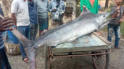 বঙ্গোপসাগরে শনিবার ধরা পড়ে ১৫০ কেজি ওজনের গোলপাতা মাছ