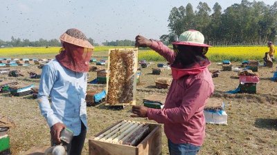 ফসলি জমির পাশে পোষা মৌমাছির বাক্স নিয়ে হাজির মৌয়ালরা