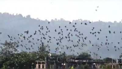 টিয়া পাখির ঝাঁক