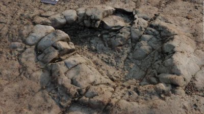 ডাইনোসরের পায়ের ছাপ
