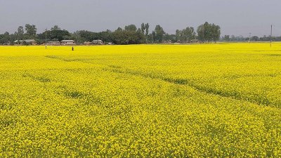 এবার দিনাজপুরের হিলিতে বেড়েছে সরিষার আবাদ