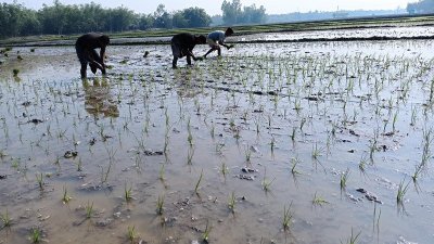 বোরো ধান রোপণ করছেন কৃষক