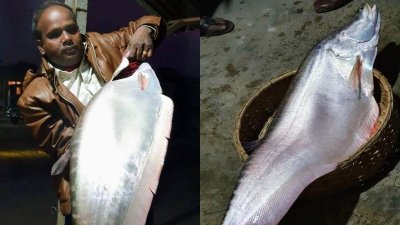 পদ্মায় ধরা পড়া আট কেজি ওজনের চিতল