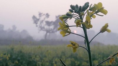 দিনাজপুরে কমেছে শীতের তীব্রতা