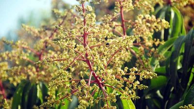 রাজশাহীতে কিছু গাছে মুকুল এসেছে