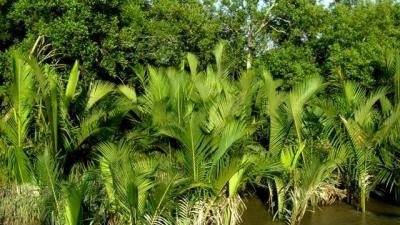 সুন্দরবন (প্রতীকী ছবি)