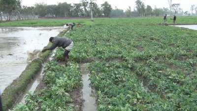 আলুক্ষেতে জমে যাওয়া পানি ছেঁকে ফেলার চেষ্টা করছেন কৃষক