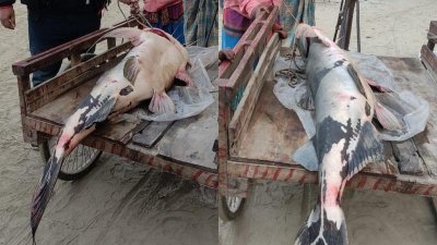৩০ কেজি ওজনের বাঘা আইড়টি