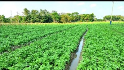অনেক আলুক্ষেতে পানি জমেছে
