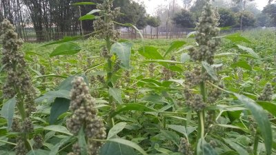 কিনোয়া