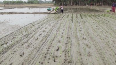 বাগেরহাটে সমলয় পদ্ধতিতে বোরো আবাদ শুরু