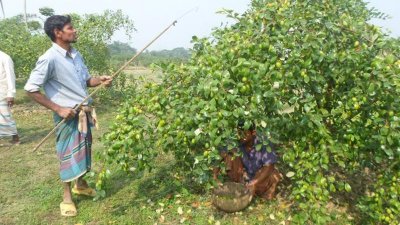 বাগান থেকে কুল ছিড়ছেন এক চাষী (ছবি: প্রতিনিধি)