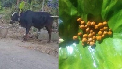 গরুর মূত্রথলিতে মিলেছে সোনালী রঙের বস্তু