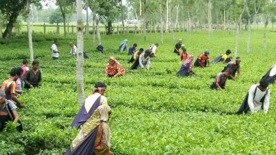 উত্তরাঞ্চলের সমতল বাগানে চা উৎপাদন বেড়েছে