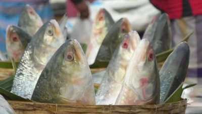ইলিশ মাছ