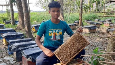 ফসলের মাঠে কাঠের তৈরি বাক্স বসিয়ে মধু সংগ্রহে ব্যস্ত মৌয়াল