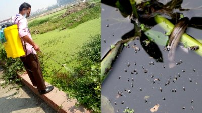 বিমানবন্দরে এত মশা কেন?