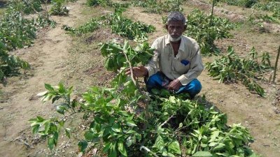 কৃষক আব্দুল খালেকের পেয়ারা ও মাল্টা গাছ কেটে দিয়েছে দুর্বৃত্তরা