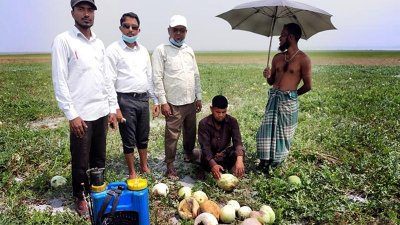 বিষাক্ত কীটনাশক দিয়ে এক চাষির আট একর জমির তরমুজ বিনষ্টের অভিযোগ