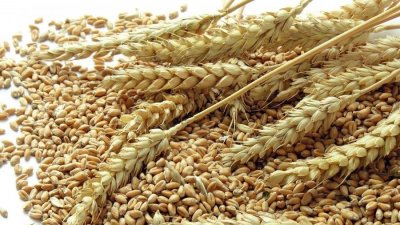 আমদানি বাড়লেও গমের দাম ঊর্ধ্বমুখী